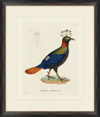 Rooster IV