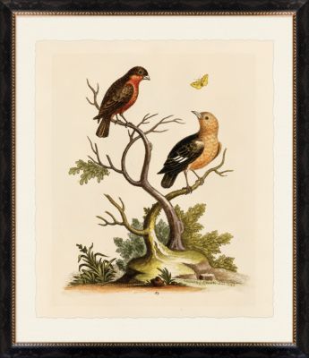 Edward's Naturalist Study II