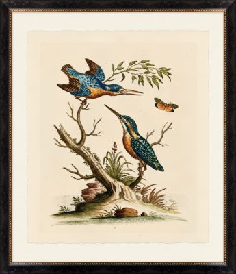 Edward's Naturalist Study III