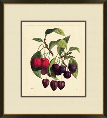 Vivid Cherries