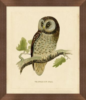 Tengmalm's Owl
