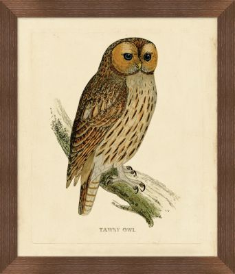 Tawny Owl