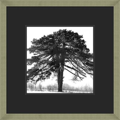 Arbre D'hiver II