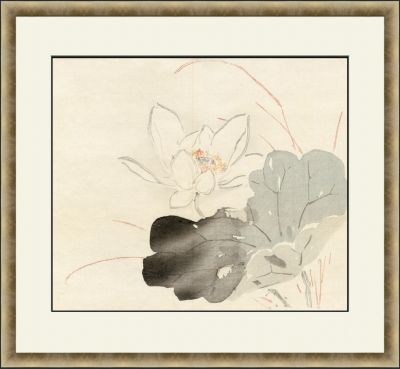 Lotus