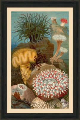 Small Under Sea Worlds A