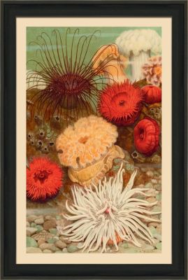 Small Under Sea Worlds B