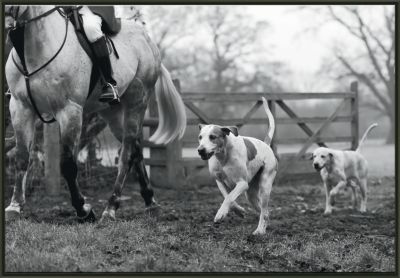 A Modern Day Fox Hunt