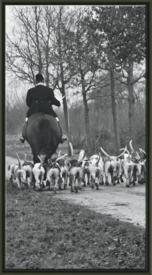 A Modern Day Fox Hunt Triptych A