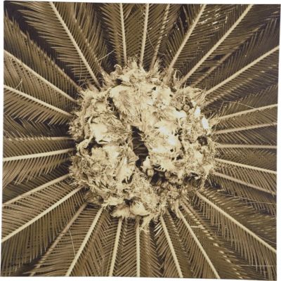 Palm Pom (in yellow)