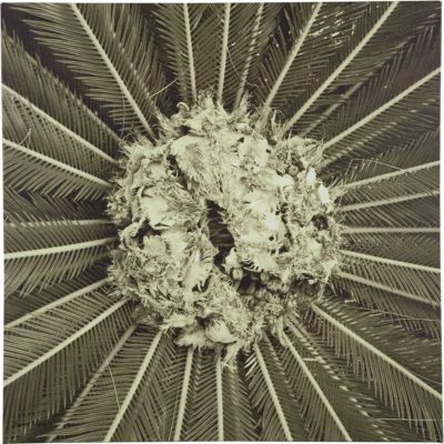 Palm Pom (in green)