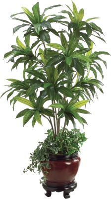 Dracaena in Resin Container