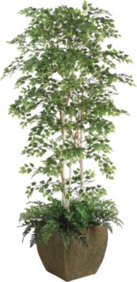 Sherman Birch Tree in Container