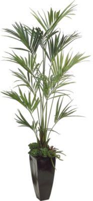 Accessories - Kentia Palm in Fiberglass Container