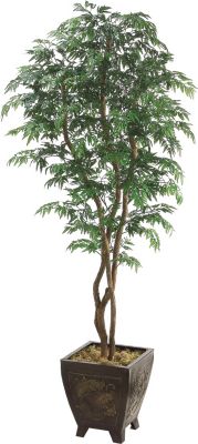 Aralia Tree in Wood Container