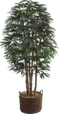 Accessories - Rhapis Tree in Basket