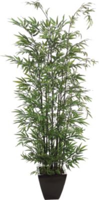 Black Bamboo in Resin Container