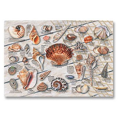 Seashell Print Placemat, 9-3/4" x 14"