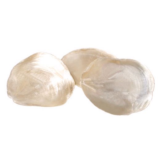 Front Of The House&reg; 4" Capiz Shell Sampler&trade; Plate