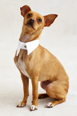 dog collar shirt