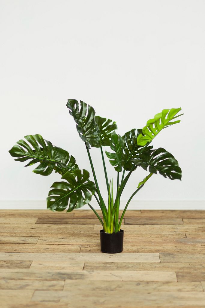 Faux Philodendron Anthropologie