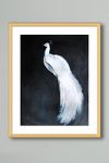 Thumbnail View 1: White Peacock II Wall Art