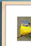 Thumbnail View 2: Blue Tit Bird No.34 Wall Art