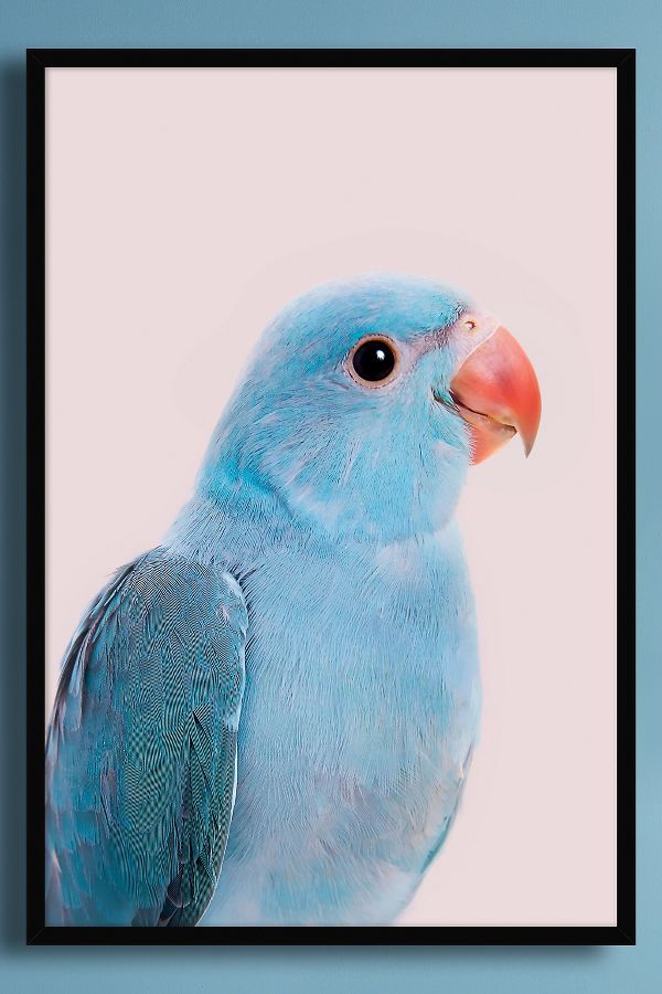 Vista diapositiva: 1: Blue Parrot di Kathrin Pienaar Wall Art