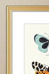 Thumbnail View 2: Butterfly Species by Sabina Radeva Framed Wall Art