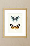 Thumbnail View 1: Butterfly Species by Sabina Radeva Framed Wall Art