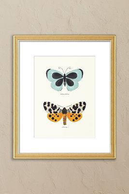 Butterfly Species by Sabina Radeva Framed Wall Art