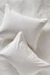 Thumbnail View 1: Taylor Organic Cotton Percale Embroidered Shams, Set of 2