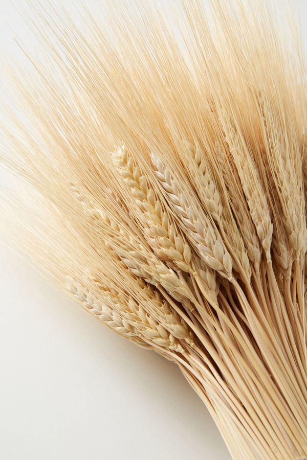 Dried Wheat Bundle Anthropologie