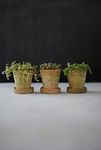 Thumbnail View 1: Earth Fired Clay Herb Pot + Saucer, Set of 3