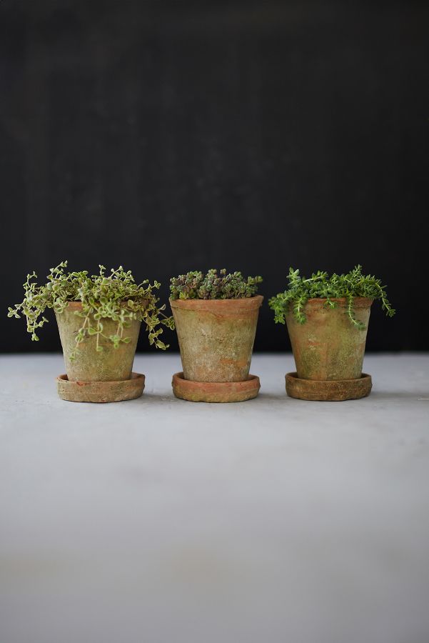 Slide View: 1: Earth Fired Clay Herb Pot + Saucer, Set of 3