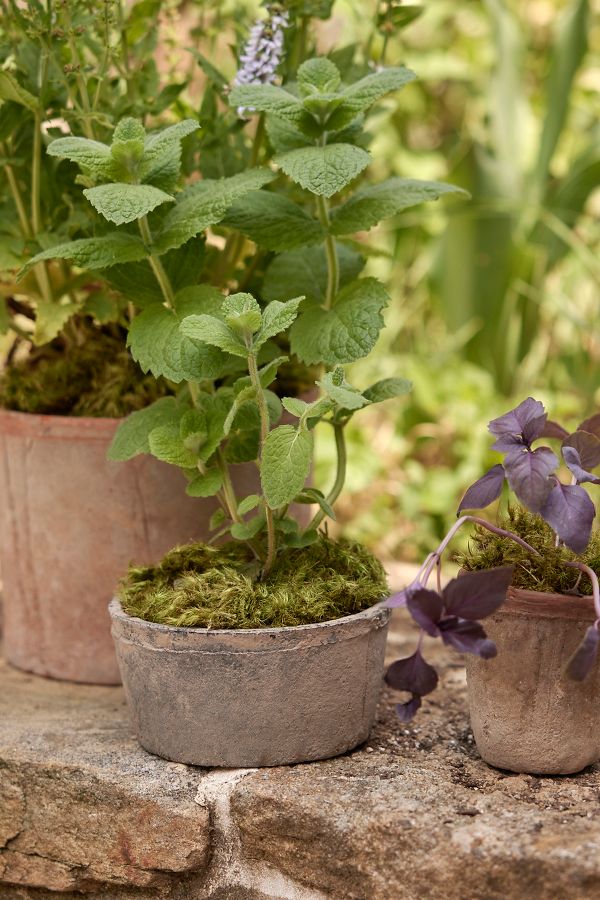 Slide View: 5: Earth Fired Clay Herb Pot + Saucer, Set of 3