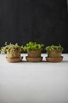 Thumbnail View 1: Earth Fired Clay Mini Pot + Saucer, Set of 3