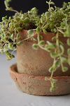 Thumbnail View 2: Earth Fired Clay Mini Pot + Saucer, Set of 3