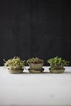 Thumbnail View 1: Earth Fired Clay Thin Rim Pot + Saucer, Set of 3