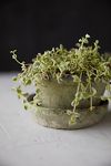 Thumbnail View 2: Earth Fired Clay Thin Rim Pot + Saucer, Set of 3