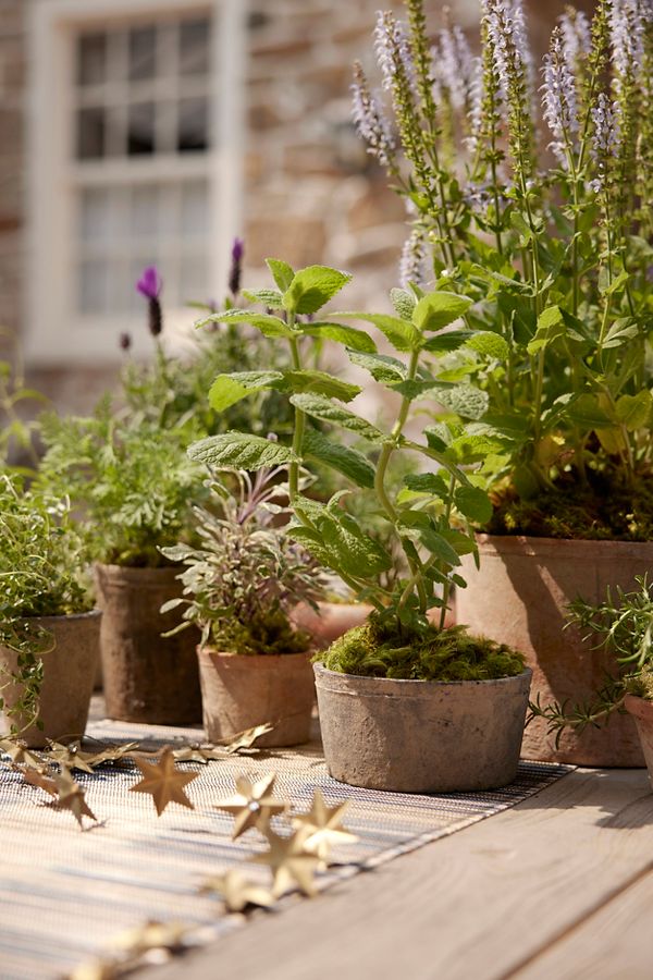 Slide View: 1: Earth Fired Clay Low Sill Pot + Saucer Set