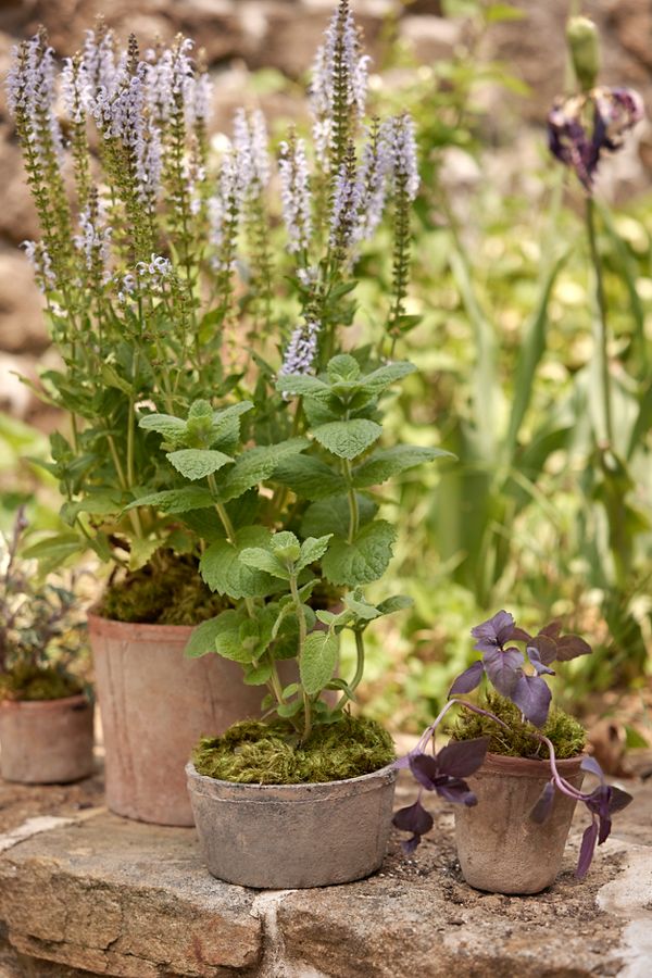 Slide View: 2: Earth Fired Clay Low Sill Pot + Saucer Set