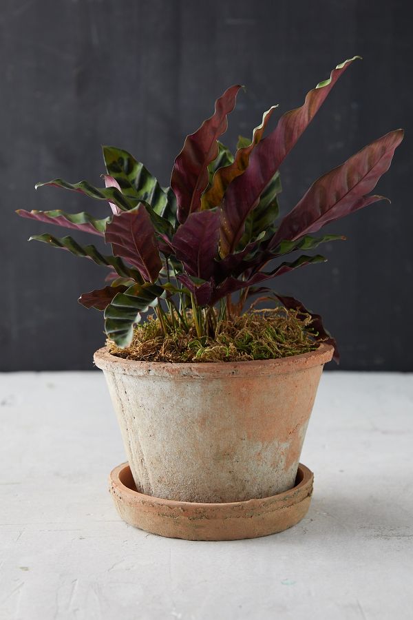 Slide View: 1: Earth Fired Clay Thin Rim Pot + Saucer Set