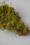 Thumbnail View 2: Preserved Sheet Moss