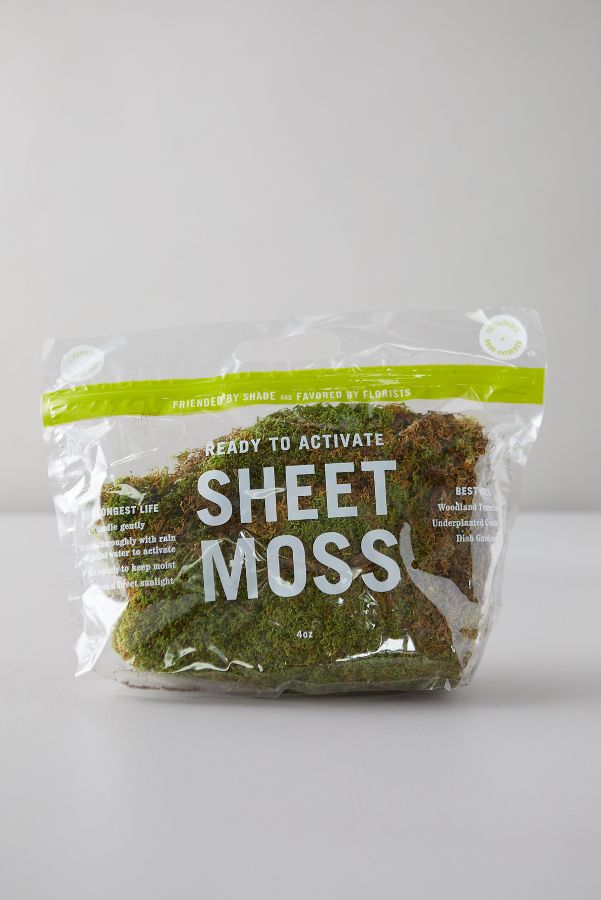 Slide View: 1: Preserved Sheet Moss