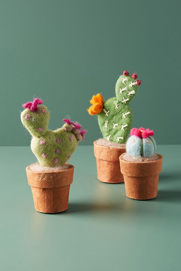 Slide View: 2: Decorative Succulent Plant