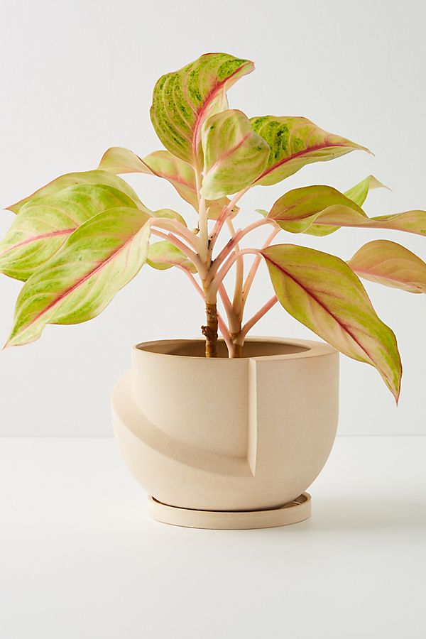 Slide View: 1: Vayu Pot