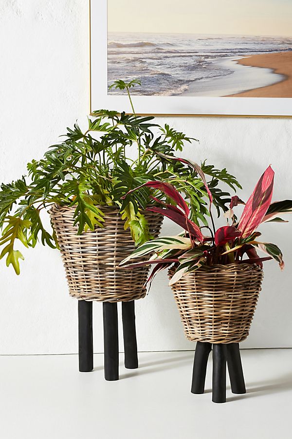 Slide View: 1: Rhubarb Basket Planter