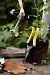 Thumbnail View 1: Niwaki Lightweight Hybrid Secateurs