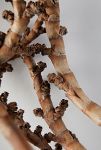 Thumbnail View 4: Twisted Ladder Branch