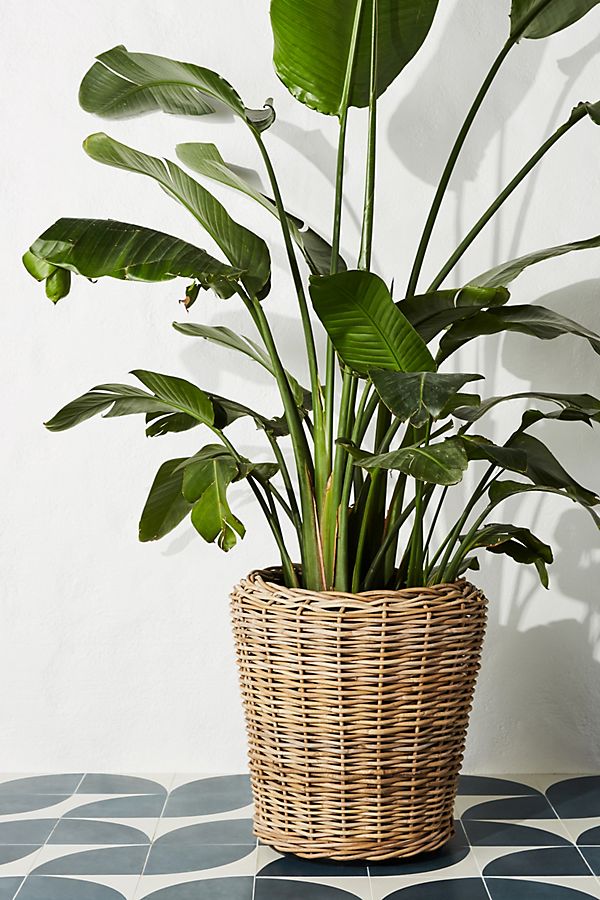 Slide View: 1: Rattan Basket Planter
